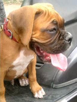 Boxer puppy at 3 months old